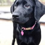 Training a dog to respect personal space and not follow you constantly