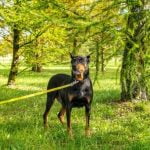 How Do You Become a Dog Trainer for the Police Steps to become a police dog trainer, qualifications and training required