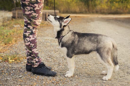 Puppy training timeline