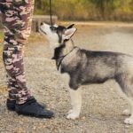 How to Train Your Dog Out of Food Aggression Techniques for managing food aggression in dogs through positive reinforcement and behavior modification