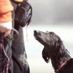 How Much Is a Trained Therapy Dog Pricing for a trained therapy dog varies based on specific needs