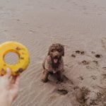 Does Waterloo Train Station Allow Dogs Waterloo Train Station allows dogs on leash for a pleasant travel experience