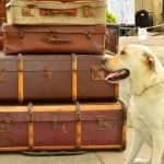 Should I Crate Train My Rescue Dog Should I crate train my rescue dog Proper introduction to crate for comfort and security