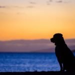 How Train Dog Qhiet Door Bell Quietly training dog to ring door bell