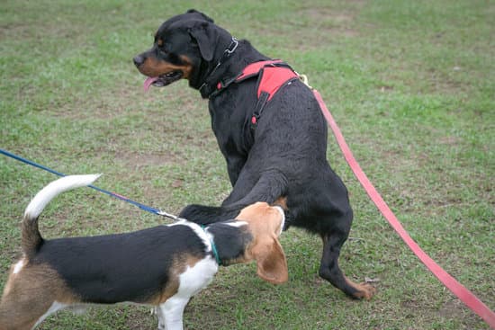What Is the Toughest Dog to Train 1 Pit Bull Terrier - Strong, Independent, & Challenging