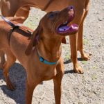 How to Train My Dog to Pee and Poop Outside Step-by-step guide on How to Train My Dog to Pee and Poop Outside
