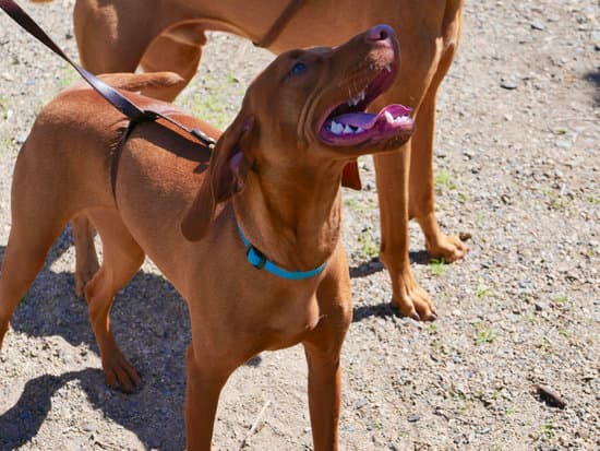 Step-by-step guide on How to Train My Dog to Pee and Poop Outside