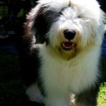 Complete guide to potty training your dog