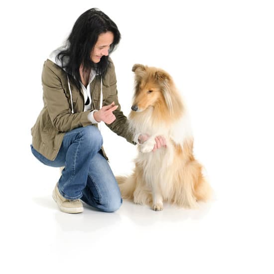 Step-by-step guide on how to use dog training device on neighbor's dog for effective behavior training