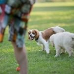How to Train Dog to Go Through Dog Door Step-by-step guide for teaching your dog to go through the door