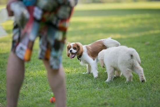 Step-by-step guide for teaching your dog to go through the door