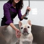 Considering a career as a Petco dog trainer Explore the rewarding path of becoming a pet behavior expert