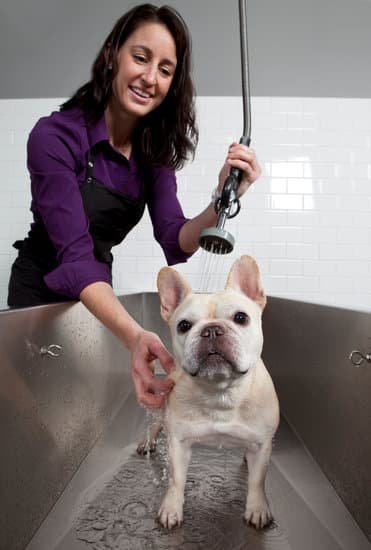 Should I Be a Dog Trainer for Petco 1 Considering a career as a Petco dog trainer Explore the rewarding path of becoming a pet behavior expert