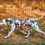 Step-by-step guide on how to train any dog to attack safely and effectively