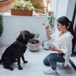 How to Train My Dog to Be Calm in Public How to train my dog to be calm in public places