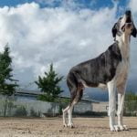 How To.Train Your Dog Not to Bark Effective methods for HOW TO TRAIN YOUR DOG NOT TO BARK. Gentle training and patience key