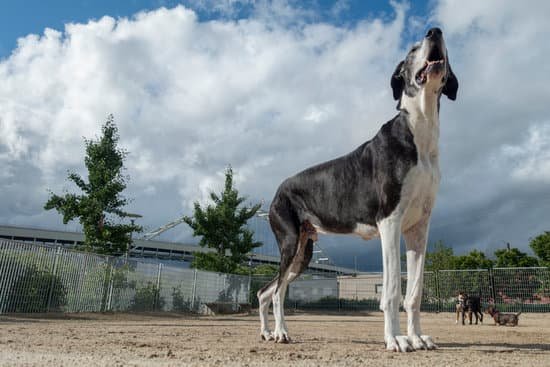 Effective methods for HOW TO TRAIN YOUR DOG NOT TO BARK. Gentle training and patience key