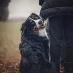 How Can I Train My Dog to Stop Chasing Image of a person using positive reinforcement to train their dog to stop chasing