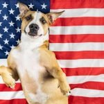 How to Crate Train Your Rescue Dog a must-read for new fur-parents