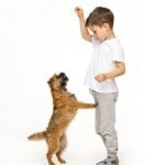 What to Look for From Dog Training Mentor Experience, Positive Reinforcement, Professionalism, Personalized Approach