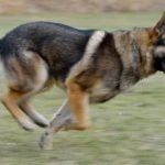 How to Train a Dog Not to Chew on Something Using positive reinforcement and diversion techniques for success