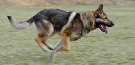 Using positive reinforcement and diversion techniques for success