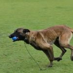 How to Train a Dog to Come Back When Called How to Train a Dog to Come Back When Called