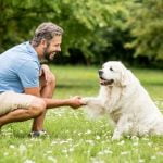 How Much Does Therapy Training for Dogs Cost Affordable programs for canine therapy training