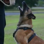 How Do You Train a Dog to Leash Step-by-step guide on how to train a dog to leash properly