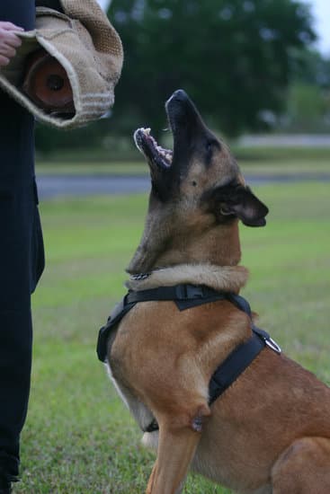 Step-by-step guide on how to train a dog to leash properly