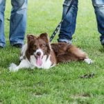 from puppyhood, through socialization, obedience, to herding instincts and commands