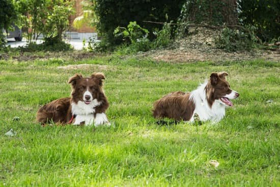 gradual desensitization to solitude using positive reinforcement