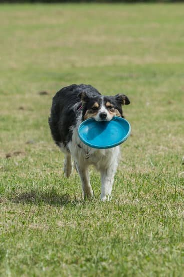 How to Grow Dog Training Business 1 Learn the best strategies for growing your dog training business successfully in no time