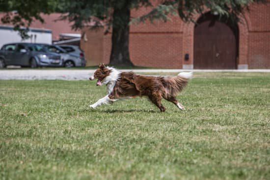 Step-by-step guide on how to train my dog to guard me