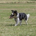 How to Crate Train Anxious Older Dog Step-by-step guide on how to crate train anxious older dog with patience and positive reinforcement