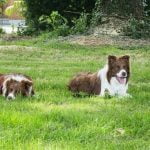 How They Train Dogs to Smell Drugs Canine drug detection training process explained