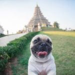 What Is Free Shaping Dog Training Free shaping dog training allows dogs to offer behavior and be rewarded for it