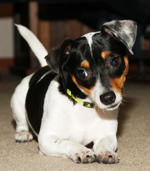 Positive Reinforcement & Gentle Introductions to Water