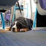 How to Train Dog Not to Steal Food Positive reinforcement, consistent commands, and supervision during mealtimes