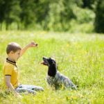 How to Train Your Dog to Stop Pooping Inside Effective Tips to Stop Pooping Inside