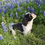How to Train Diabetes Alert Dog Step-by-step guide on how to train diabetes alert dog for medical assistance