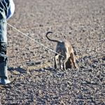 Are Police Dogs Trained to Give False Signals Are Police Dogs Trained to Give False Signals