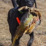 How to Train Dog With Silent Whistle Step-by-step guide for effective training