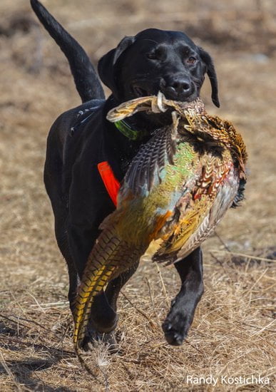 Step-by-step guide for effective training