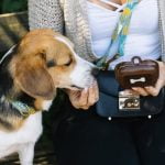 Can I Train Reactivity Out My Adopted Dog How to Address Canine Reactivity in Your New Companion