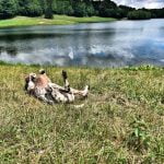 Positive reinforcement and professional training