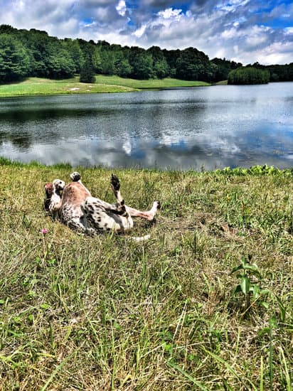 How to Train a Dog to Attack for Defence 1 Positive reinforcement and professional training