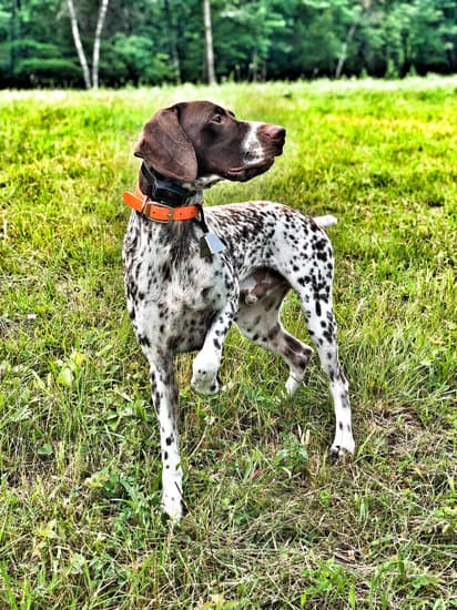 How to Train Theraphy Dog 1 Step-by-step guide on how to train therapy dog for emotional support and assistance