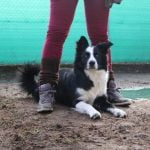 Where Can You Buy a Trained Service Dog Trained service dog available for purchase in reputable training facilities nationwide