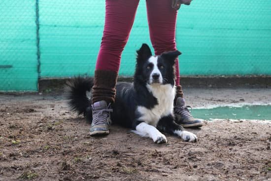 Trained service dog available for purchase in reputable training facilities nationwide